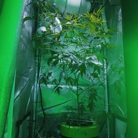 Auto Speed Bud#1 growlog timeline photo