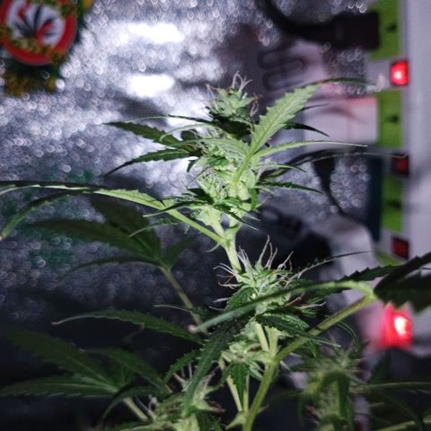 Auto Speed Bud#1 growlog timeline photo