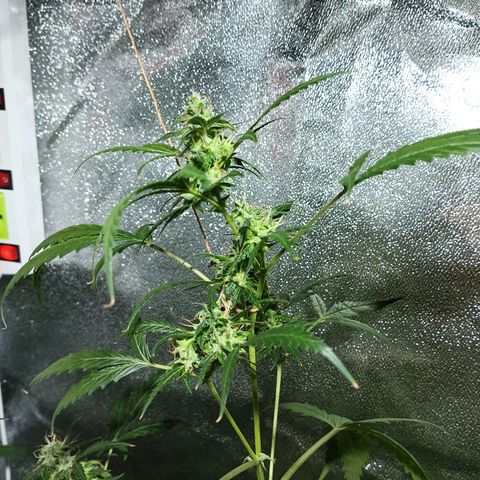 Auto Speed Bud#1 growlog timeline photo