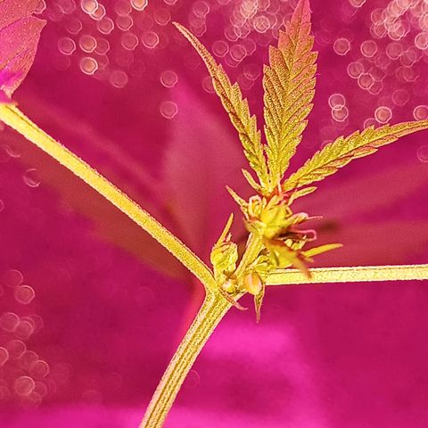 Auto Speed Bud#1 growlog timeline photo