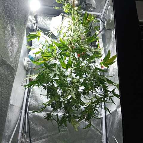 Auto Speed Bud#1 growlog timeline photo