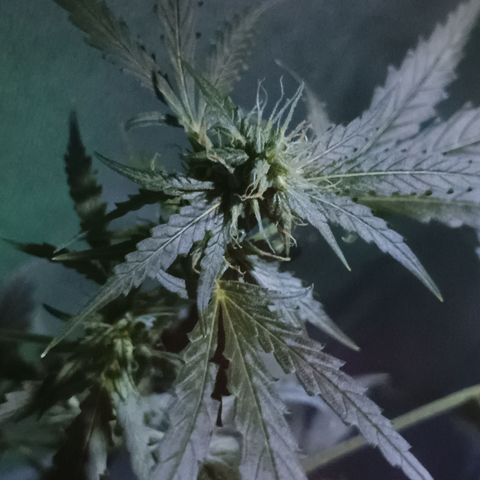 Auto Speed Bud#1 growlog timeline photo
