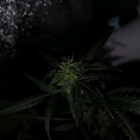 Auto Speed Bud#1 growlog timeline photo