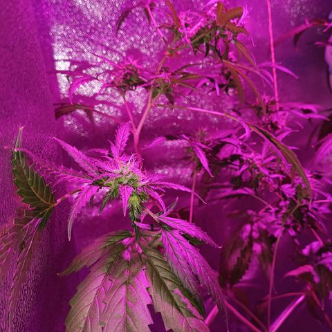 Auto Speed Bud#1 growlog timeline photo