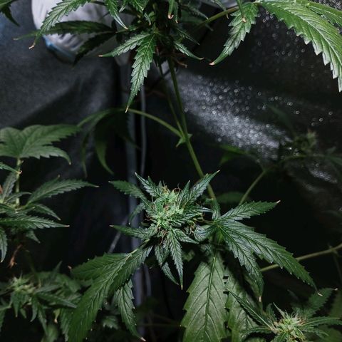 Auto Speed Bud#1 growlog timeline photo