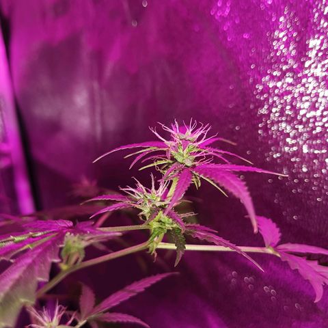Auto Speed Bud#1 growlog timeline photo