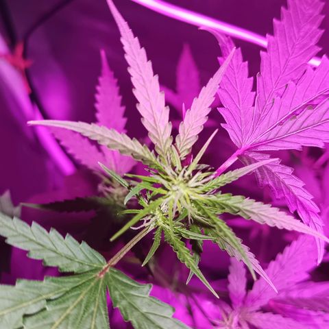 Auto Speed Bud#1 growlog timeline photo