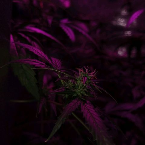 Auto Speed Bud#1 growlog timeline photo