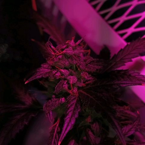 Auto Speed Bud#1 growlog timeline photo