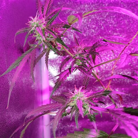 Auto Speed Bud#1 growlog timeline photo