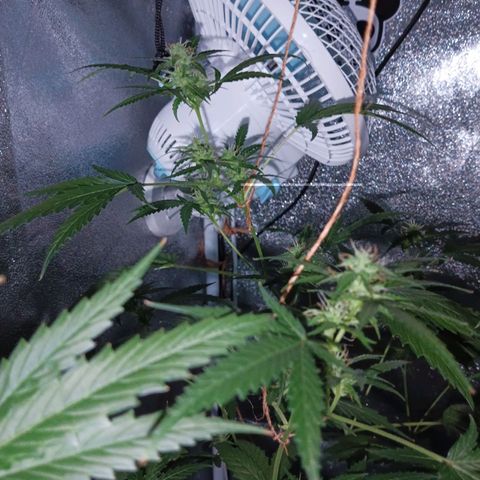 Auto Speed Bud#1 growlog timeline photo