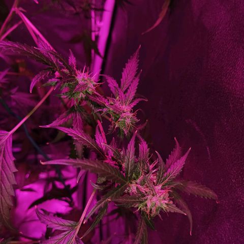 Auto Speed Bud#1 growlog timeline photo