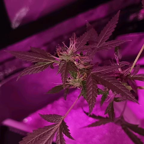 Auto Speed Bud#1 growlog timeline photo
