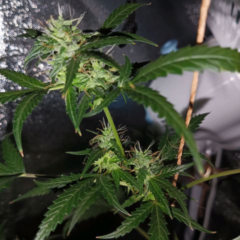 Auto Speed Bud#1 growlog timeline photo