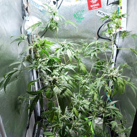 Auto Speed Bud#1 growlog timeline photo