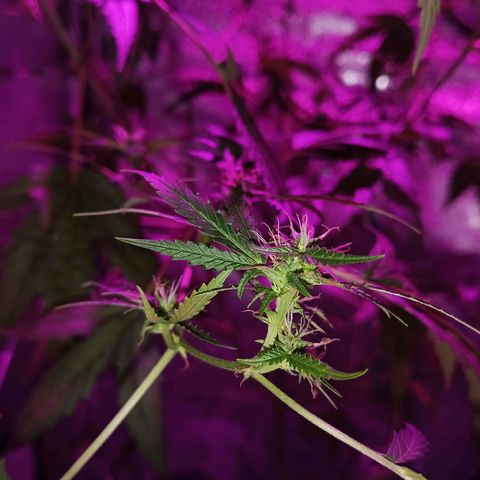 Auto Speed Bud#1 growlog timeline photo