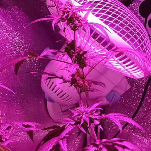 Auto Speed Bud#1 growlog timeline photo
