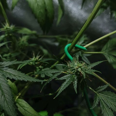 Auto Speed Bud#1 growlog timeline photo