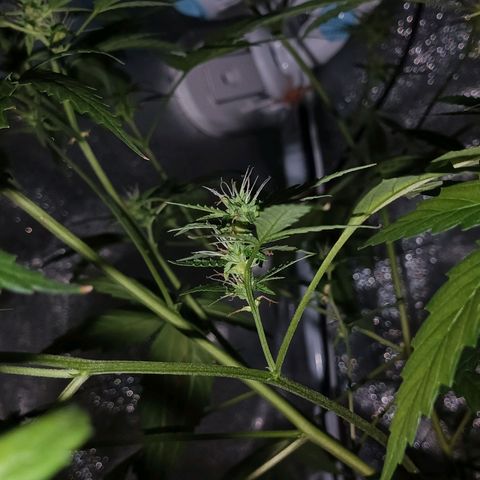 Auto Speed Bud#1 growlog timeline photo