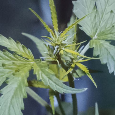 Auto Speed Bud#1 growlog timeline photo