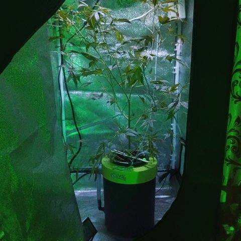 Auto Speed Bud#1 growlog timeline photo
