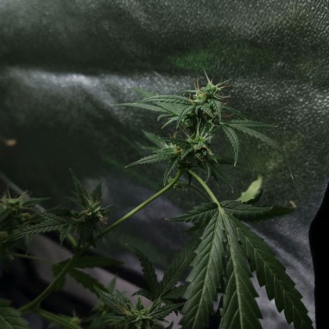 Auto Speed Bud#1 growlog timeline photo