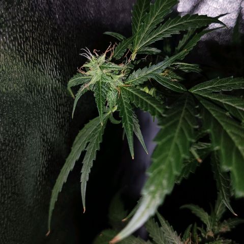 Auto Speed Bud#1 growlog timeline photo