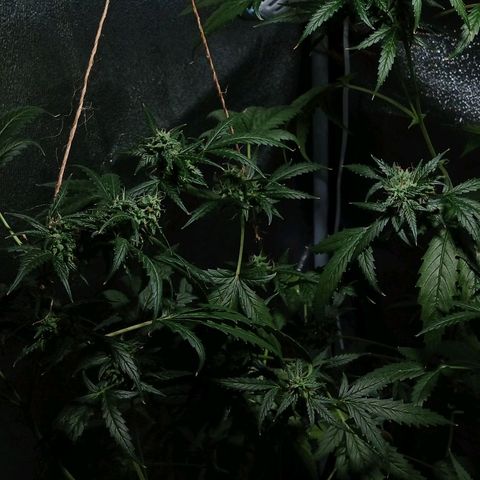 Auto Speed Bud#1 growlog timeline photo