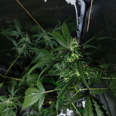Auto Speed Bud#1 growlog timeline photo