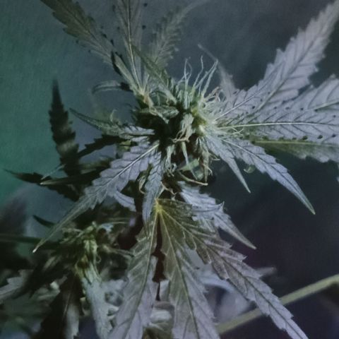 Auto Speed Bud#1 growlog timeline photo