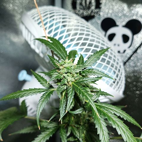 Auto Speed Bud#1 growlog timeline photo