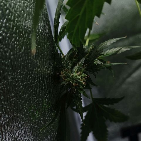 Auto Speed Bud#1 growlog timeline photo