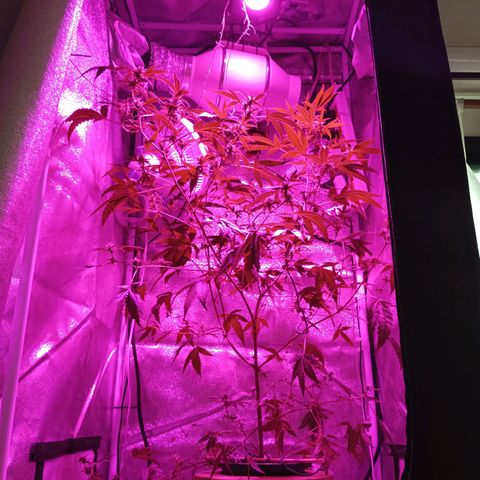 Auto Speed Bud#1 growlog timeline photo