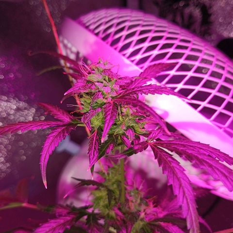 Auto Speed Bud#1 growlog timeline photo