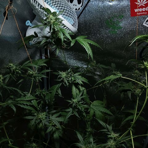 Auto Speed Bud#1 growlog timeline photo