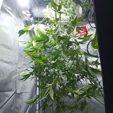 Auto Speed Bud#1 growlog timeline photo