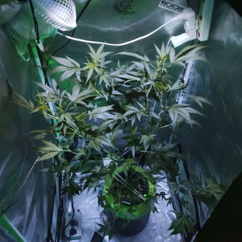 Auto Speed Bud#1 growlog timeline photo