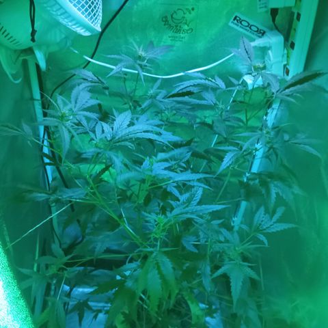 Auto Speed Bud#1 growlog timeline photo