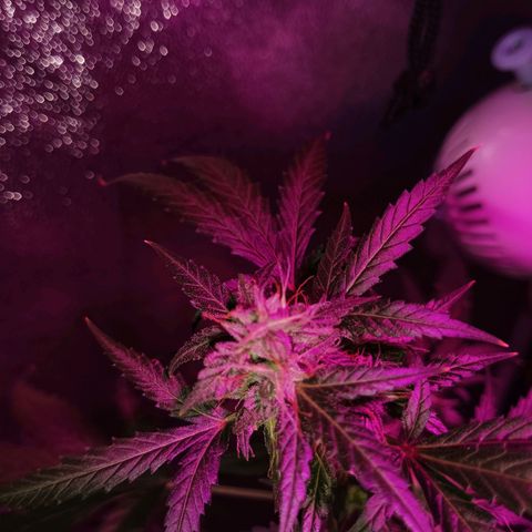 Auto Speed Bud#1 growlog timeline photo