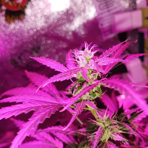 Auto Speed Bud#1 growlog timeline photo