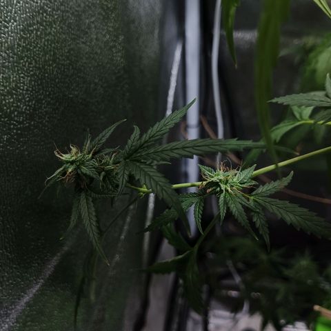 Auto Speed Bud#1 growlog timeline photo