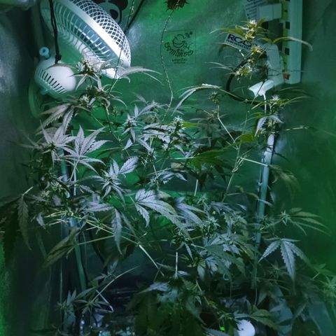 Auto Speed Bud#1 growlog timeline photo