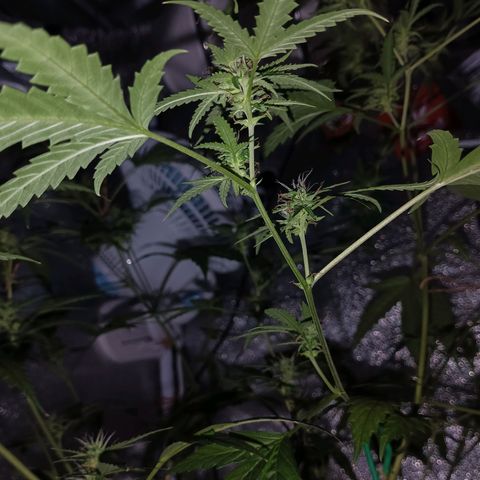Auto Speed Bud#1 growlog timeline photo