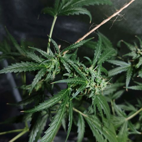 Auto Speed Bud#1 growlog timeline photo