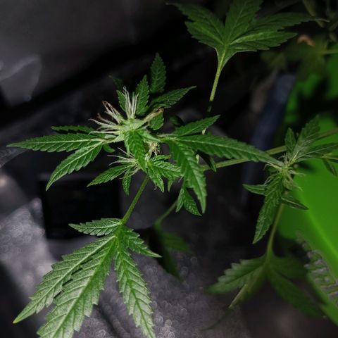Auto Speed Bud#1 growlog timeline photo