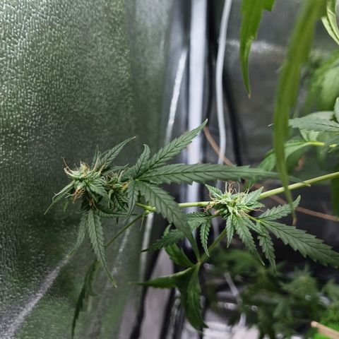 Auto Speed Bud#1 growlog timeline photo