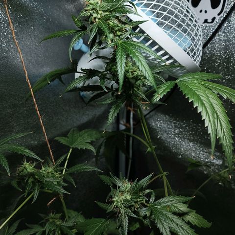 Auto Speed Bud#1 growlog timeline photo