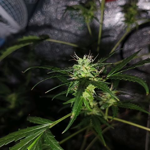 Auto Speed Bud#1 growlog timeline photo