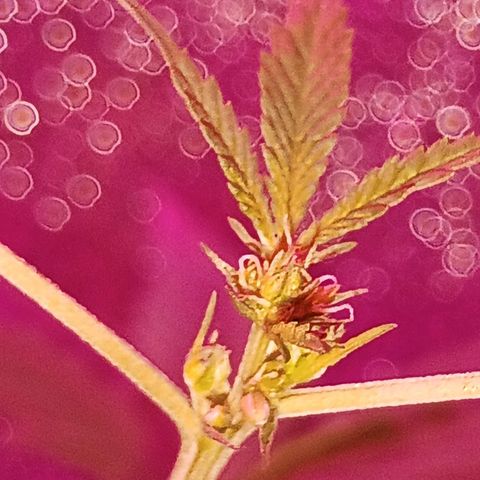 Auto Speed Bud#1 growlog timeline photo