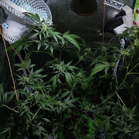 Auto Speed Bud#1 growlog timeline photo